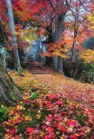 Herbstwaldweg