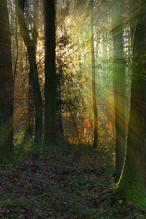 Waldlicht